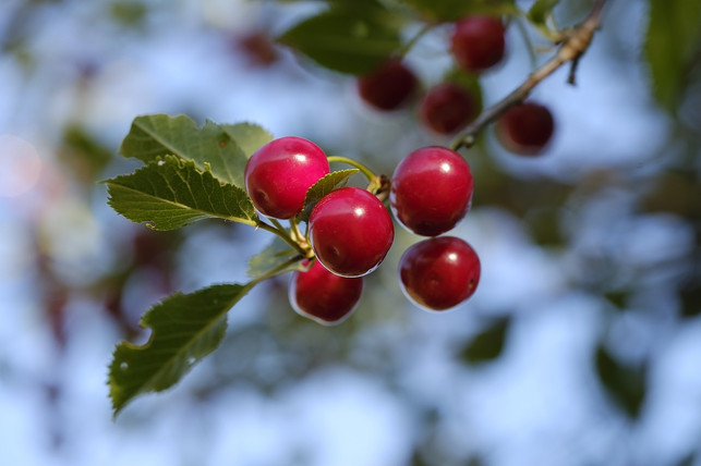 besonders-die-dunkelroten-fruechte-der-vogelkirsche-cc0-pixabay-bru-no-210427_download Besonders die dunkelroten Früchte der Vogelkirsche sind für viele heimische Vogelarten eine beliebte Nahrungsquelle.