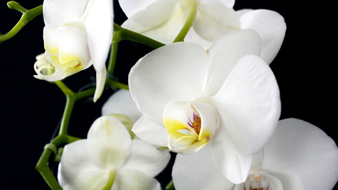 Orchideen schneiden: Diese 5 Fehler solltest du vermeiden - Utopia.de