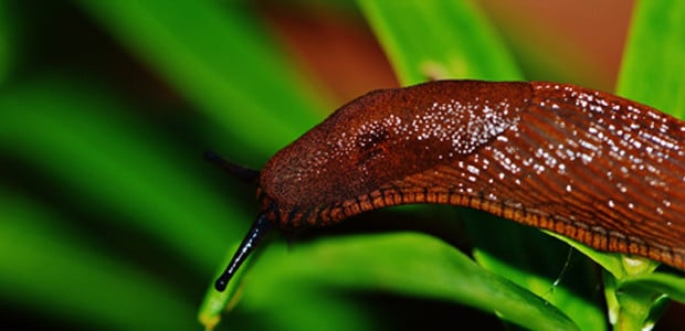 natuerlicher-pflanzenschutz-schnecke-pb-alexas_photos-170529-620x300 Natürlicher Pflanzenschutz vor Schnecken