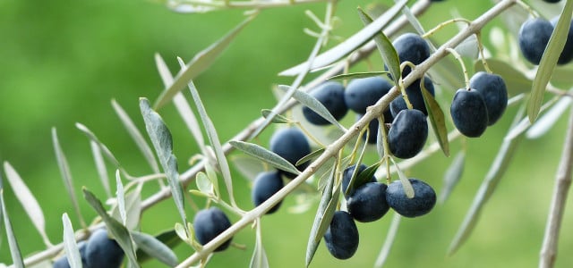 olivenbaum überwintern
