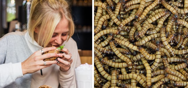 Insekten statt Fleisch essen: Welche Vorteile und Nachteile hat es?