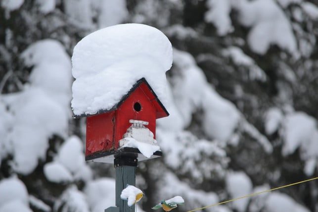 vogelhaeuschen-bieten-voegeln-im-winter-einen-warmen-cc0-pixabay-gmill-190817_download Vogelhäuschen bieten Vögeln im Winter einen warmen und sicheren Rückzugsort.