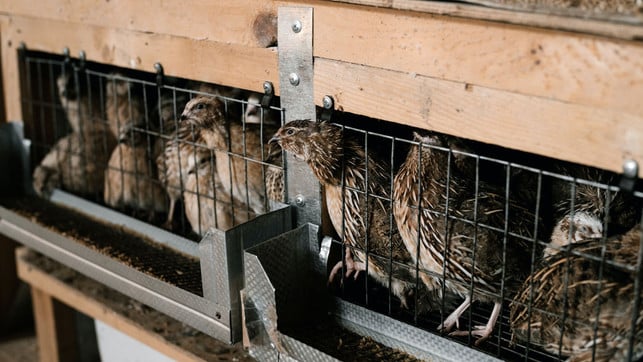 wachteleier-kaefighaltung-pexels-arthouse-studio-210331-1280x720 Die Haltungsform von Wachteln ist für Verbraucher nicht ersichtlich.