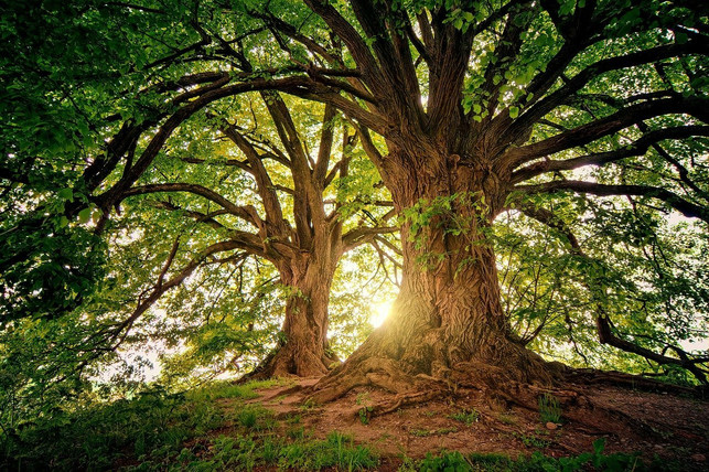 der-schluessel-zur-globalen-nachhaltigkeit-liegt-in-cc0-pixabay-jplenio-220119_download Der Schlüssel zur globalen Nachhaltigkeit liegt in einem Leben im Einklang mit der Natur.