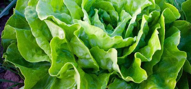 Auch Kopfsalat macht sich gut neben Erdbeeren.