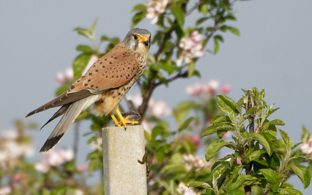 SA_Bild-3_1280x800 REWE Turmfalke