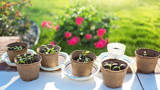 gemuesepflanzen-abhaerten-cc0--pixabay--jillwellington-250805 Gemüsepflanzen abhärten