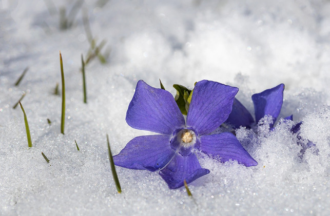 vinca-pflanzen-sind-winterhart-cc0-pixabay-myriams-fotos-220815_download Vinca-Pflanzen sind winterhart.
