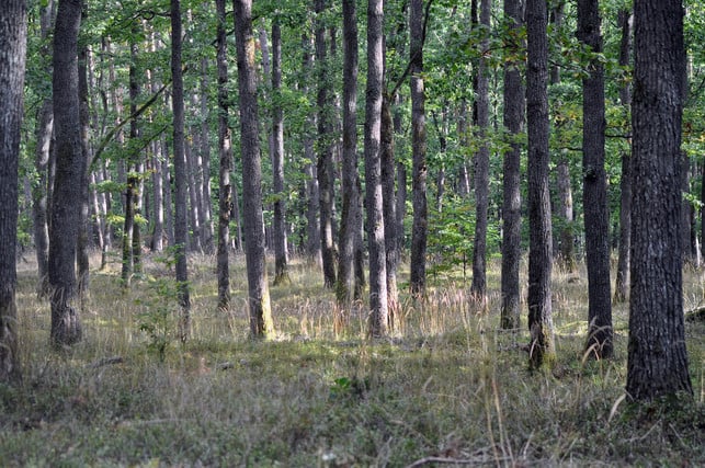 Avoid areas that are affected by the oak processionary spinner.