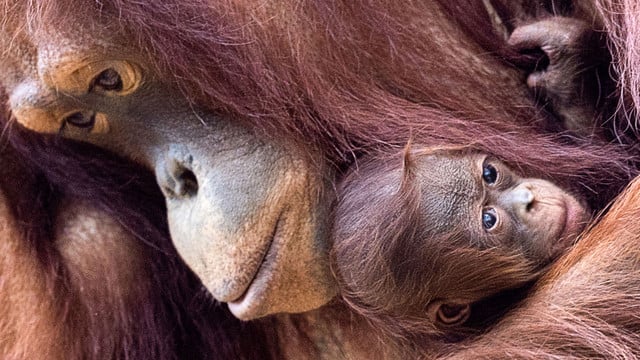 Orang-Utans schützen: 6 Tipps für Alltag und Urlaub Orang-Utans schützen