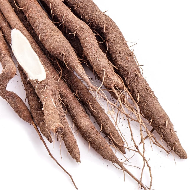 Schwarzwurzel: Knollen und Wurzeln im Winter Schwarzwurzel: Knollen und Wurzeln im Winter