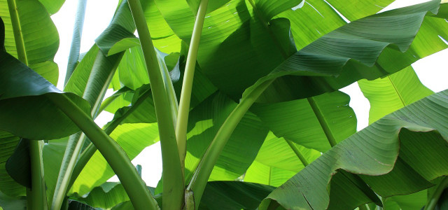 Bananenpflanze Pflege