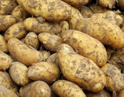 mehligkochende kartoffeln
