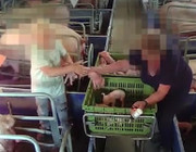 Schweine Fleisch Ferkel Schweinezucht Viehzucht Animal Rights Watch