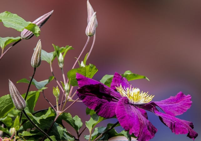 die-clematis-laesst-sich-ueber-stecklinge-besonders-cc0-pixabay-blende12-210121_download Die Clematis lässt sich über Stecklinge besonders leicht vermehren.