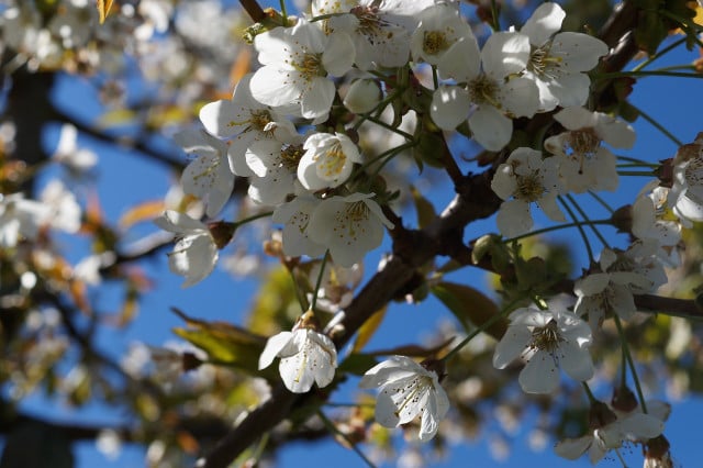 アルテスランドでは、桜が白く咲きます。