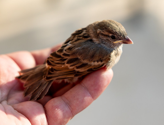 wenn-ein-vogel-gegen-das-fenster-geflogen-ist-dan-cc0-pixabay-theotherkev-231219_download Wenn ein Vogel gegen das Fenster geflogen ist, überprüfe zunächst die Vitalzeichen.