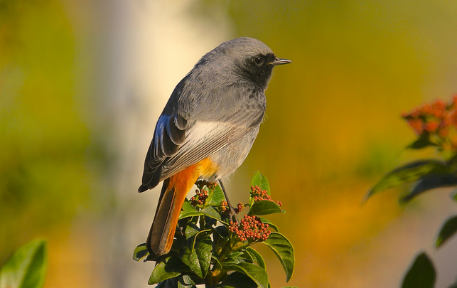 Vogel-Fan? Dann solltest du dieses Wochenende unbedingt in deinen Garten schauen Hausrotschwanz
