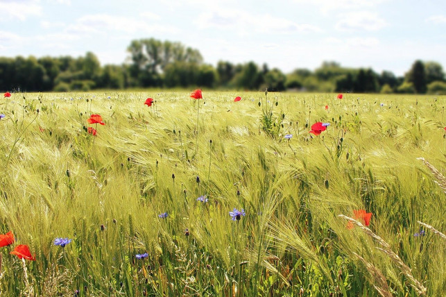 loessboeden-sind-bei-einer-nachhaltigen-landwirtscha-cc0-pixabay-tantetati-210611_download Lössböden sind bei einer nachhaltigen Landwirtschaft besonders ertragreich.