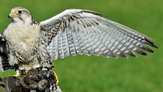 beizjagd-cc0-pixabay-capri23auto-211228 beizjagd