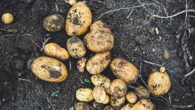 ut-podcast-folge100-begleitartikel-us-markus-spiske-III-220222-1280x720 Symbolbild zu Interview mit Judith Rakers über Homefarming: Frisch geerntete Kartoffeln auf dem Feld