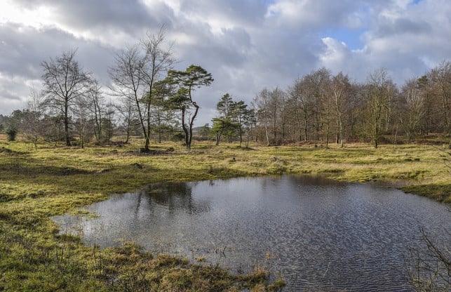 ein-naturbelassenes-moor-wirkt-als-kohlenstoff-spe-cc0pixabaymichaelgaida-200208_download Ein naturbelassenes Moor wirkt als Kohlenstoff-Speicher.
