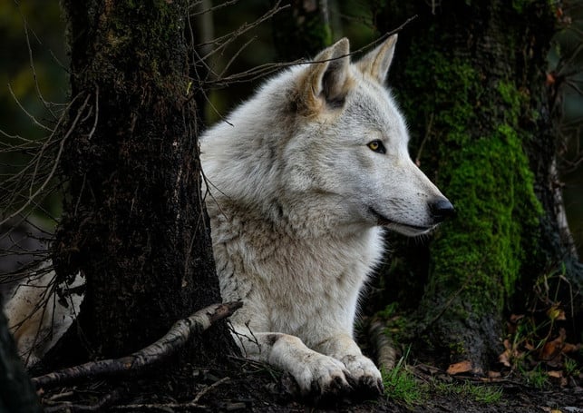 der-wolf-ist-ein-scheues-tier-das-den-menschen-nu-cc0-pixabay-ambquinn-221122_download Der Wolf ist ein scheues Tier, das den Menschen nur angreift, wenn er sich besonders provoziert fühlt.