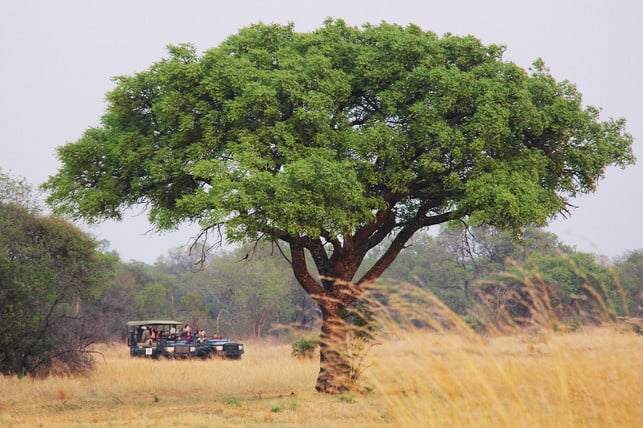 das-marula-oel-kommt-von-den-samen-des-marula-baume-cc0-pixabay-sharonang-180922_download Das Marula-Öl kommt von den Samen des Marula-Baumes.