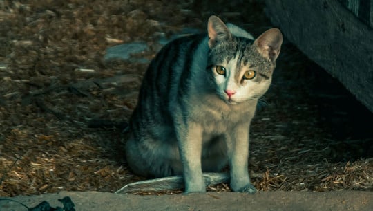 Vogelgrippe gefährdet Katzen: Die wichtigsten Warnsignale und was im Ernstfall zu tun ist Katze Vogelgrippe