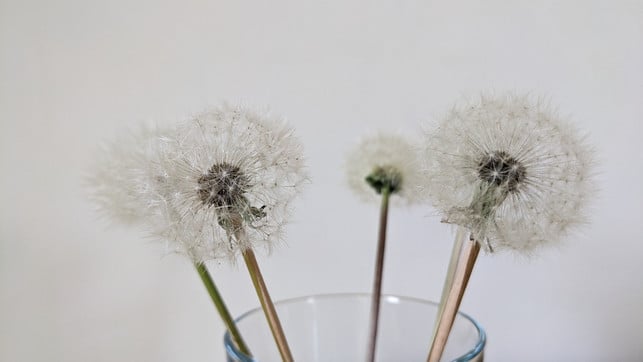 nach-und-nach-oeffnen-sich-die-pusteblumen-mit-letz-marie-theres-bauer-utopia-230522_download Nach und nach öffnen sich die Pusteblumen mit letzter Kraft.