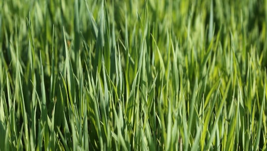 gruener-hafertee-cc0-pixabay-goranh-240321 Grüner Hafertee