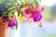 fuchsien-lassen-sich-gut-ueberwintern-cc0-pixabay-jill111-180831_download Fuchsien lassen sich gut überwintern