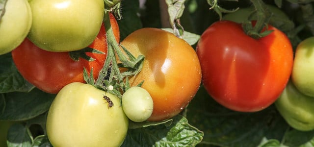 Tomaten ernten