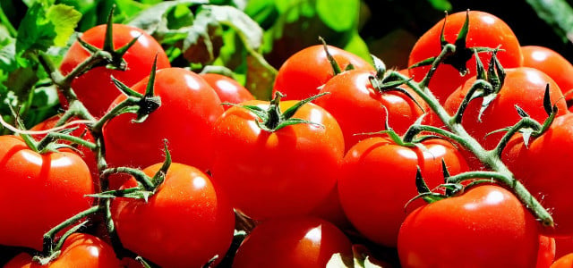 tomaten nachreifen