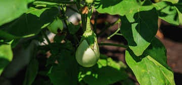 Eierbaum Die Zierpflanze mit essbaren Früchten Utopia.de