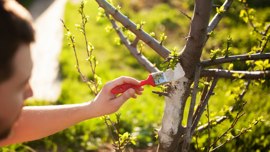 Whitewash of the tree trunk, man working in the garden kalkanstrich