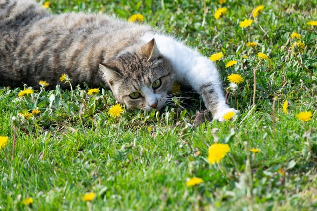 der-geruch-von-katzen-kann-maeuse-vertreiben-cc0--pixabay--konyvesotto-250828_download Der Geruch von Katzen kann Mäuse vertreiben.