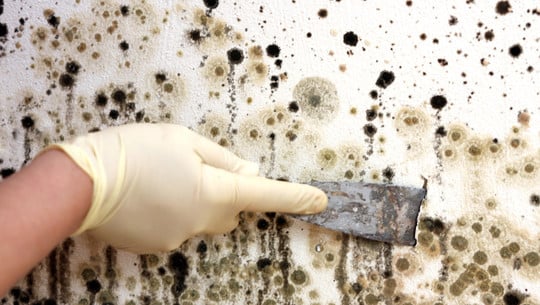 Schimmelbefall Schimmel an der Wand