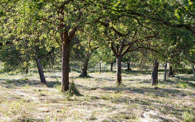 Obstwiese gemäht - Heu kann zur Herstellung von Graskartons genutzt werden Bäume brauchen mehrere Jahrzehnte um nach zu waschen, Gras nicht!