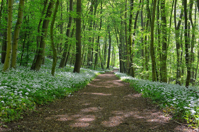wunderlauch-waechst-wie-baerlauch-auch-in-waeldern-cc0-pixabay-marys_fotos-200730_download Wunderlauch wächst, wie Bärlauch auch, in Wäldern.