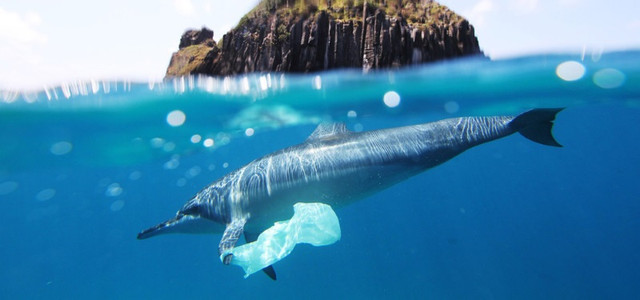 Bioplastik-Tüten besser für die Umwelt? Delfin mit Plastiktüte