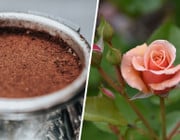Kaffeesatz als Dünger: Für welche Pflanzen er sich eignet