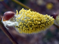 die-blueten-der-sal-weide-erscheinen-erst-als-kaetzc-cc0-pixabay-steinchen-180216_download Die Blüten der Sal-Weide erscheinen erst als Kätzchen, dann blühen männliche. gelb und weibliche grün