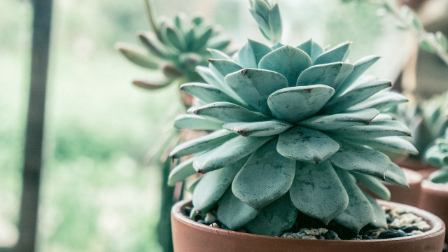 zimmerpflanzen-im-winter-cc0-pixabay-nguyenngochien-250113 Zimmerpflanzen im Winter