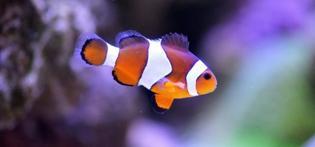 Fisch-Clownfisch-pb-170713-1280x600 Fische Aquarium Clownfisch