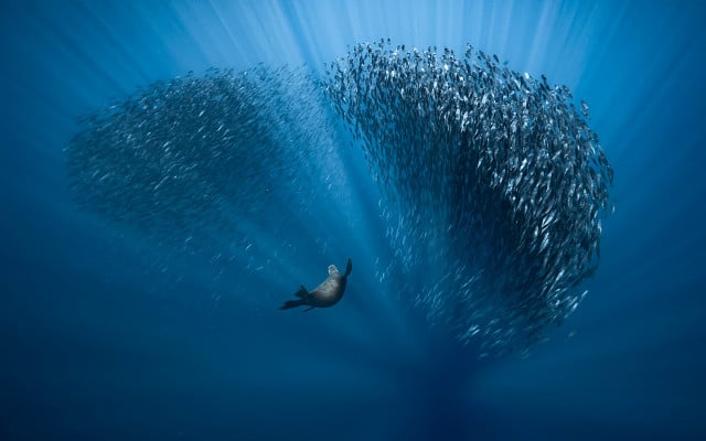 Ocean-Photogaphy-Award.Fabrice-Guerin-051021-1280x800px Seehund mit Fischschwarm