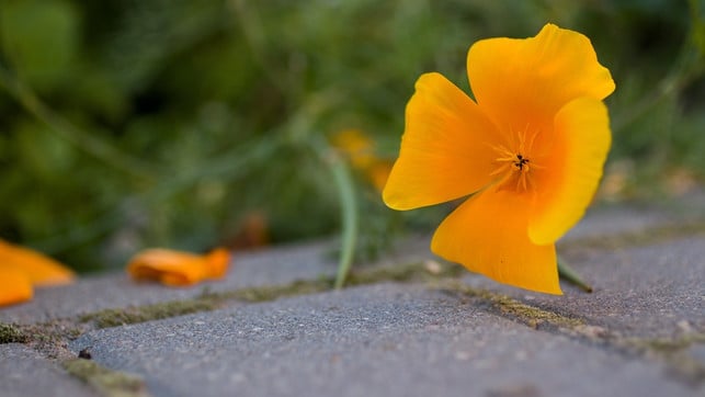 blumen-statt-beton-und-pflastersteinen-ist-die-ide-cc0-pixabay-snibl111-241229_download Blumen statt Beton und Pflastersteinen ist die Idee hinter dem Tegelwippen.