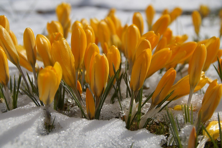 schnittblumen dünger inhaltsstoffe Azet BlumenDünger flüssig – Neudorff Shop main image 0
