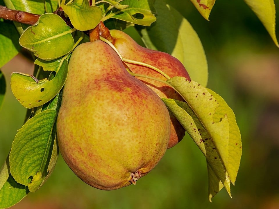 Birnen-Erntezeit: Dann ist Saison für die süße Frucht 