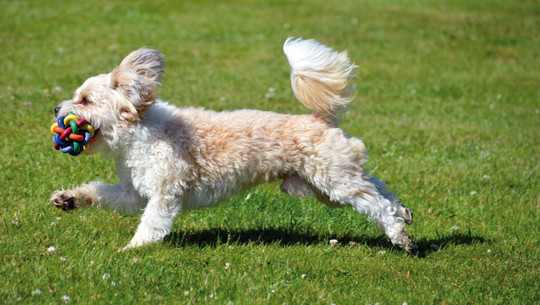 ein-hund-spielt-tobt-und-entspannt-sich-im-garten-cc0-pixabay-neelam279-230517 Ein Hund spielt, tobt und entspannt sich im Garten.